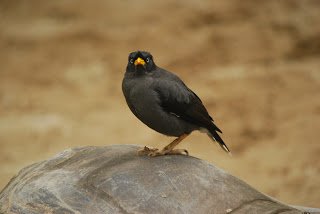 Jalak Kerbau Acridotheres javanicus (Javan Myna) 1